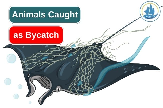 6 Surprising Animals Often Caught As Bycatch